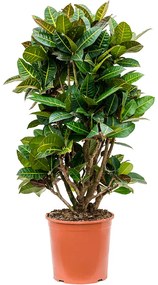 Croton (codiaeum) variegatum Petra 30x120 cm