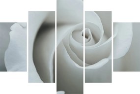 Obraz - Biela ruža (150x105 cm)