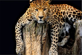 Obraz - Gepard (90x60 cm)