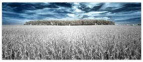 Obraz pole (120x50 cm)