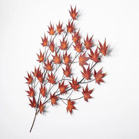 Acer Palmatum