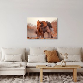 Sklenený obraz - Veľký slon africký (70x50 cm)