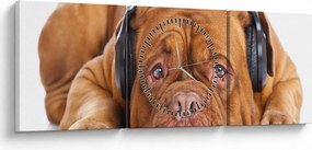 Obraz psa so slúchadlami (s hodinami) (90x30 cm)