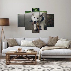 Obraz bieleho psíka (150x105 cm)