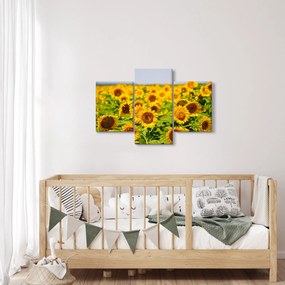 Obraz - Slnečnica (90x60 cm)