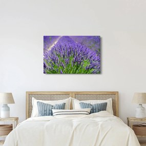 Obraz - levanduľa (90x60 cm)