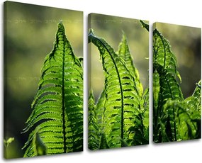 Obraz na stenu RASTLINY