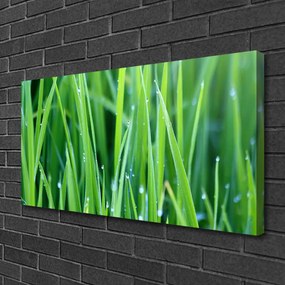 Obraz Canvas Tráva kvapky rastlina príroda 120x60 cm