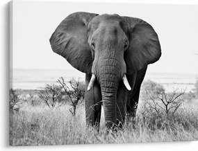 Obraz - Slon africký II. (70x50 cm)