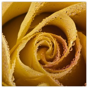 Obraz ruže