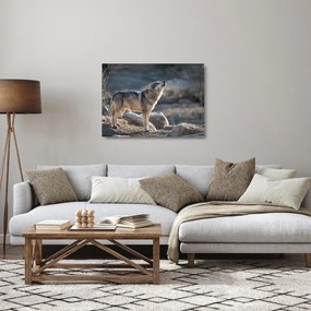 Sklenený obraz - Vyjúci vlk (70x50 cm)