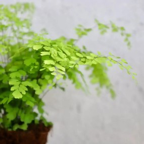 Adiantum Raddianum Fragrans