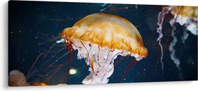 Obraz medúzy (120x50 cm)