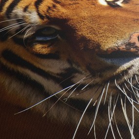 Obraz tigra (70x50 cm)