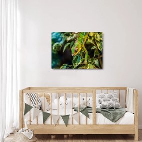 Sklenený obraz chameleóna (70x50 cm)