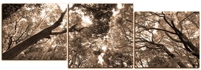 Obraz na plátne - Zelené stromy v lese - panoráma 5194FD (120x40 cm)