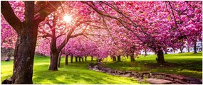 Obraz rozkvitnutých čerešní, Hurd Park, Dover, New Jersey (120x50 cm)