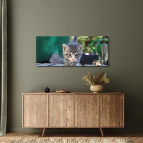 Obraz mačiatka (120x50 cm)