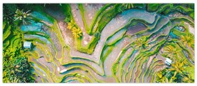 Obraz ryžových polí z vtáčej perspektívy (120x50 cm)