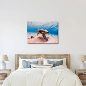 Obraz korytnačky v oceáne (70x50 cm)