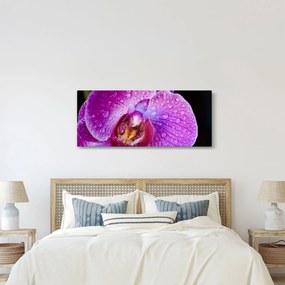 Detailný obraz kvetu orchidey (120x50 cm)