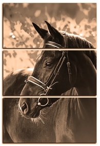 Obraz na plátne - Čierny kôň - obdĺžnik 7220FB (105x70 cm)