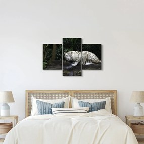 Obraz - Tiger albín (90x60 cm)