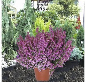 Vresovec kapský FloraSelf Erica gracilis kvetináč Ø 11 cm 1 ks, rôzne farby