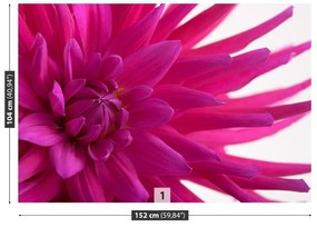 Fototapeta Vliesová Dahlia pink 250x104 cm