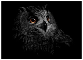 Sklenený obraz - Sova, ilustrácie (70x50 cm)