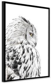 Plagát v ráme 50x70 cm Owl - Styler