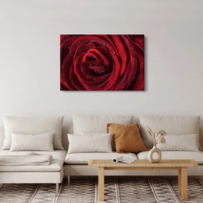 Obraz - Červená ruža s kvapkami rosy (90x60 cm)