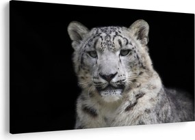 Obraz - Leopard snežný (90x60 cm)
