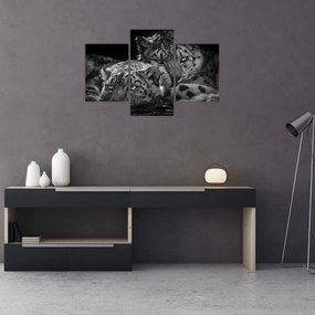 Obraz - Odpočívajúci gepardy (90x60 cm)