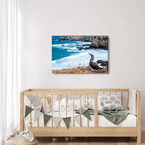 Obraz - Sula modronohá (90x60 cm)