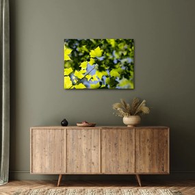 Obraz - javorové listy (70x50 cm)