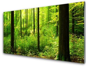Skleneny obraz Les zeleň stromy príroda 100x50 cm
