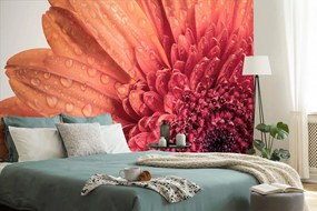 Fototapeta gerbera s kvapkami vody