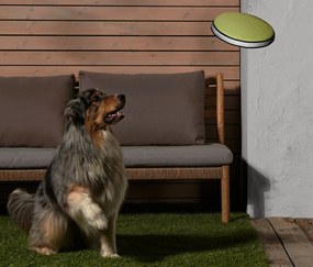 Lietajúci disk pre psy