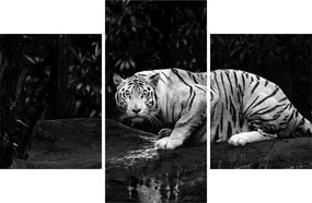 Obraz - Tiger albín, čiernobiely (90x60 cm)