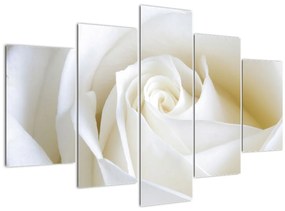 Obraz biele ruže (150x105 cm)