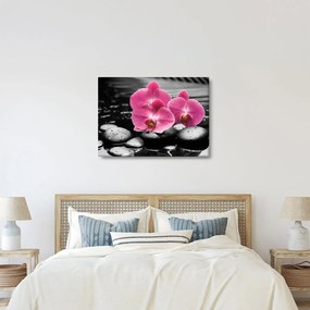 Obraz - Ružové orchidey (70x50 cm)