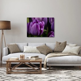 Obraz kvetov tulipánov (70x50 cm)