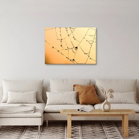 Obraz orosenej pavučiny (70x50 cm)