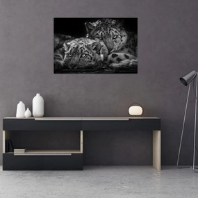 Obraz - Odpočívajúci gepardy (90x60 cm)