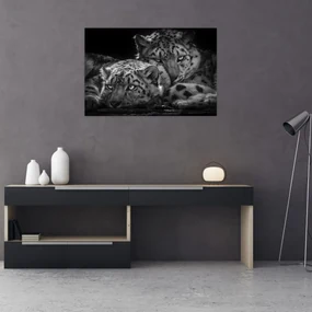 Obraz - Odpočívajúci gepardy (90x60 cm)