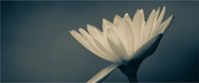 Obraz kvetu (120x50 cm)