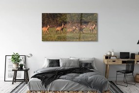 Obraz na akrylátovom skle Deer golf svitania 140x70 cm