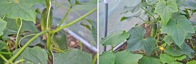 Bestent Záhradný fóliovník 2,5x4m s UV filtrom PROFI Garden