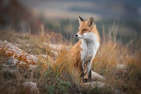 Fotografia Fox of Baikal,Russia,Full length of red, Roman Bevzenko / 500px, (40 x 26.7 cm)